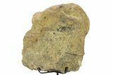 Fossil Dinosaur Pelvic Bone Section w/ Metal Stand - South Dakota #294899-2